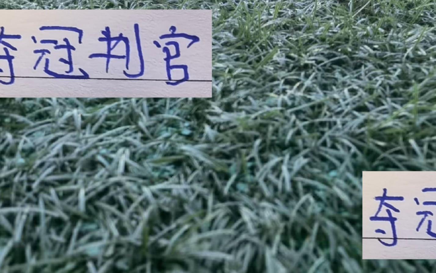 北京國安這個(gè)保級判官太水了吧倒是奪冠判官山東三巨頭太神了